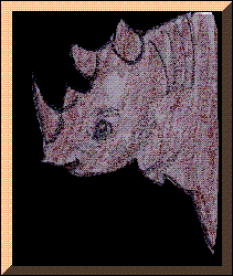 Bryan Rhino.GIF (13527 bytes)