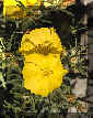 Evening Primrose.JPG (17376 bytes)
