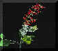 Scarlet Sage.JPG (6740 bytes)