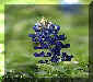 Texas Bluebonnet.JPG (10039 bytes)