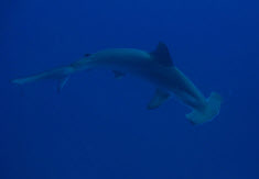 Photo of Cocos Island Hammerhead Shark