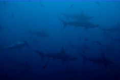 Group of Hammerhead Sharks