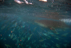 Photo of Whale Shark with Small Fish